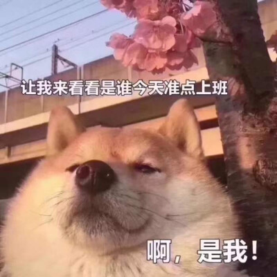 狗狗表情包)