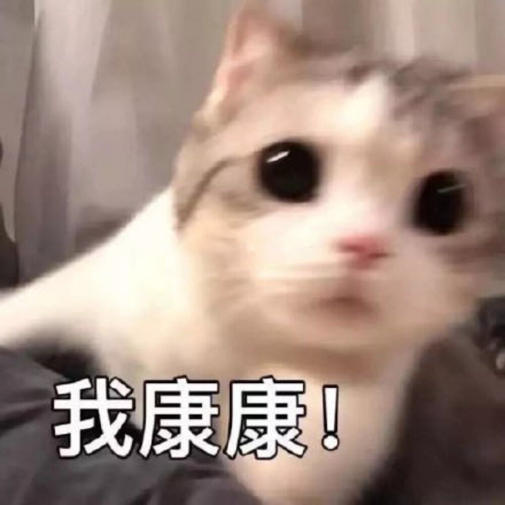 小猫咪 表情包 我康康