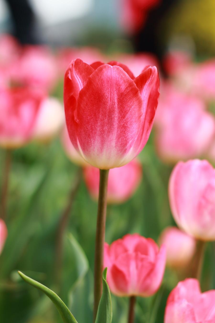 花花