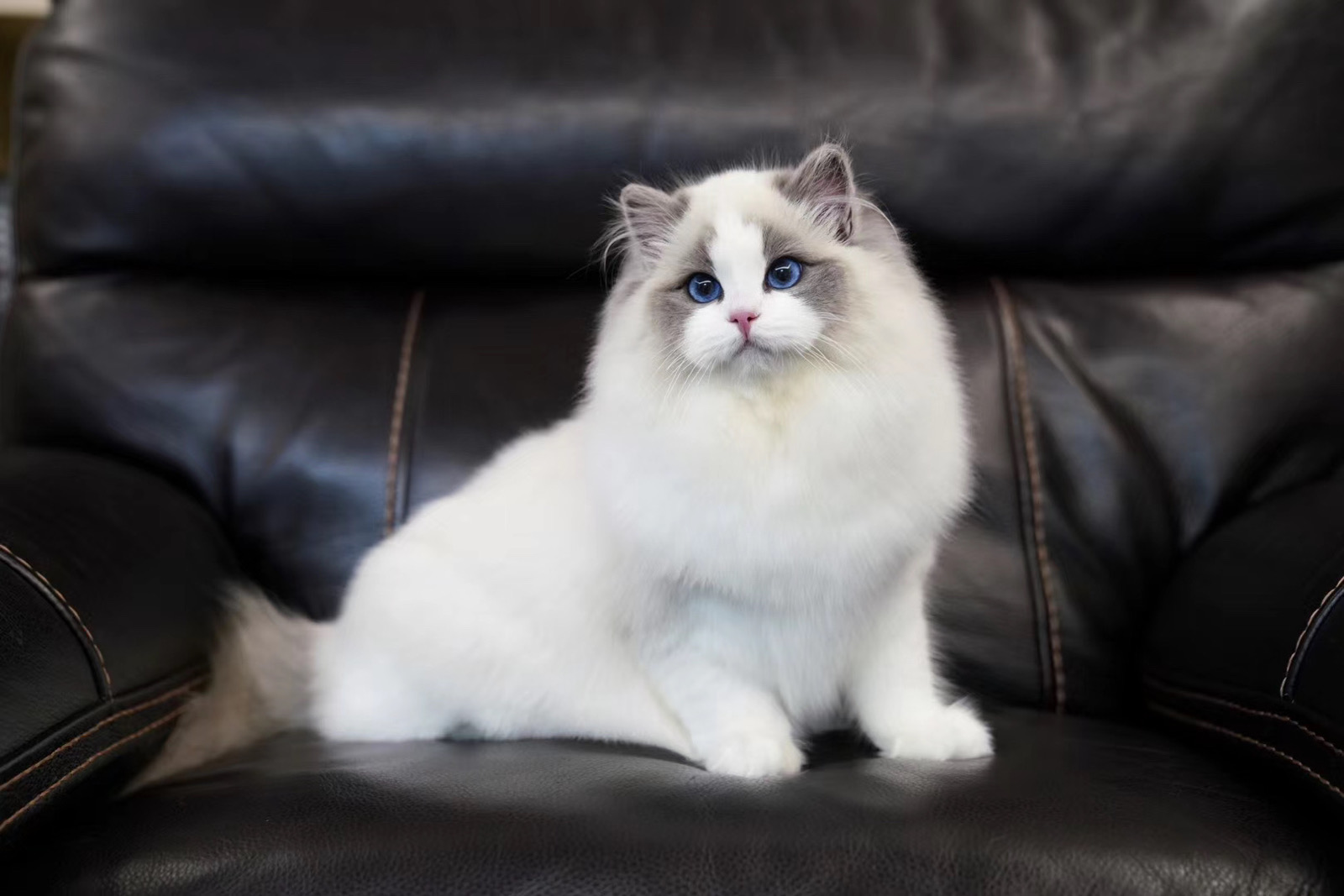 极品蓝双色布偶猫,何止美丽,没有人不喜欢她吧!