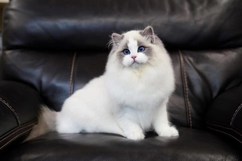 极品蓝双色布偶猫何止美丽没有人不喜欢她吧