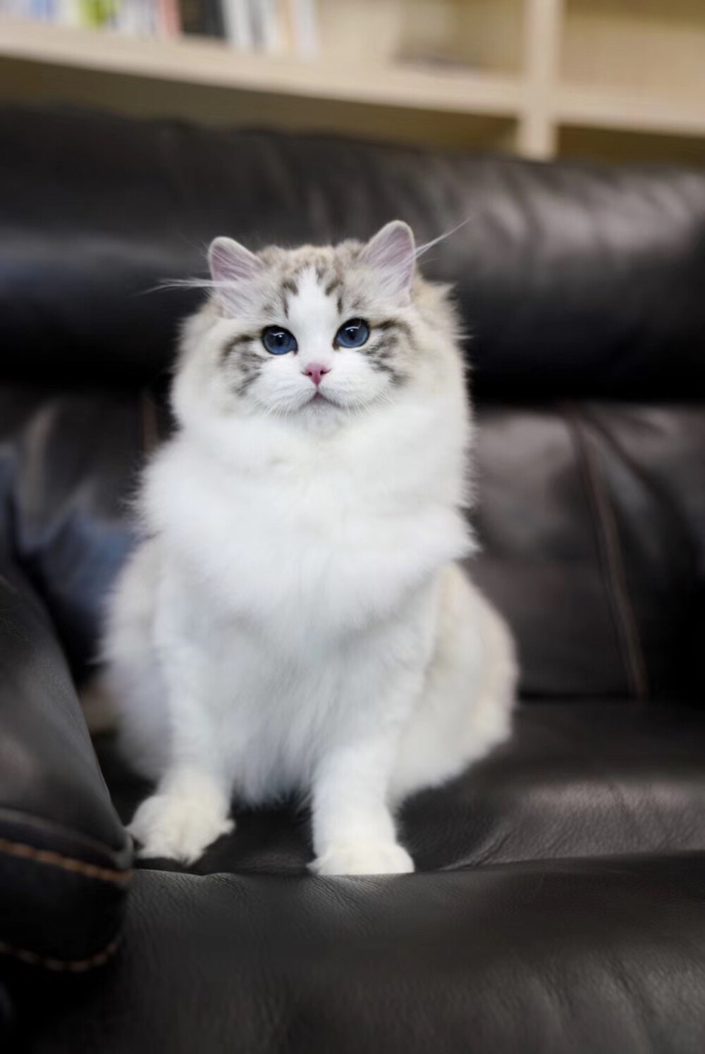 海豹山猫纹双色布偶猫,还清雅秀丽带有一丝灵气!