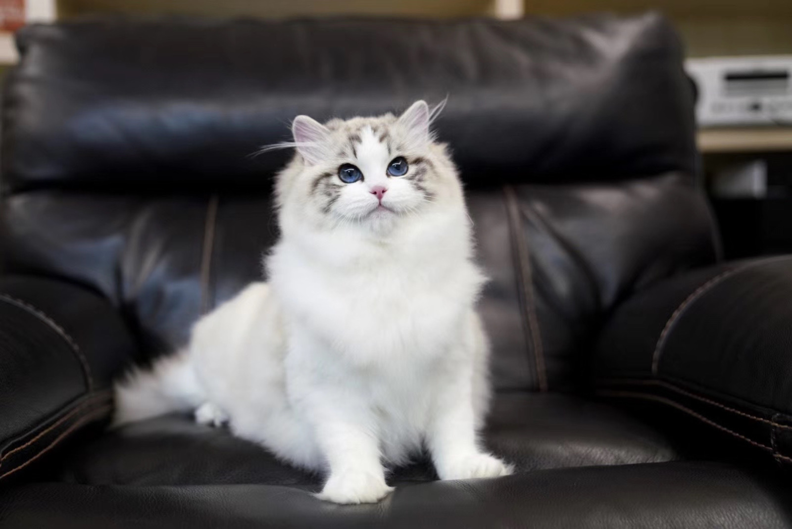 海豹山猫纹双色布偶猫,还清雅秀丽带有一丝灵气!