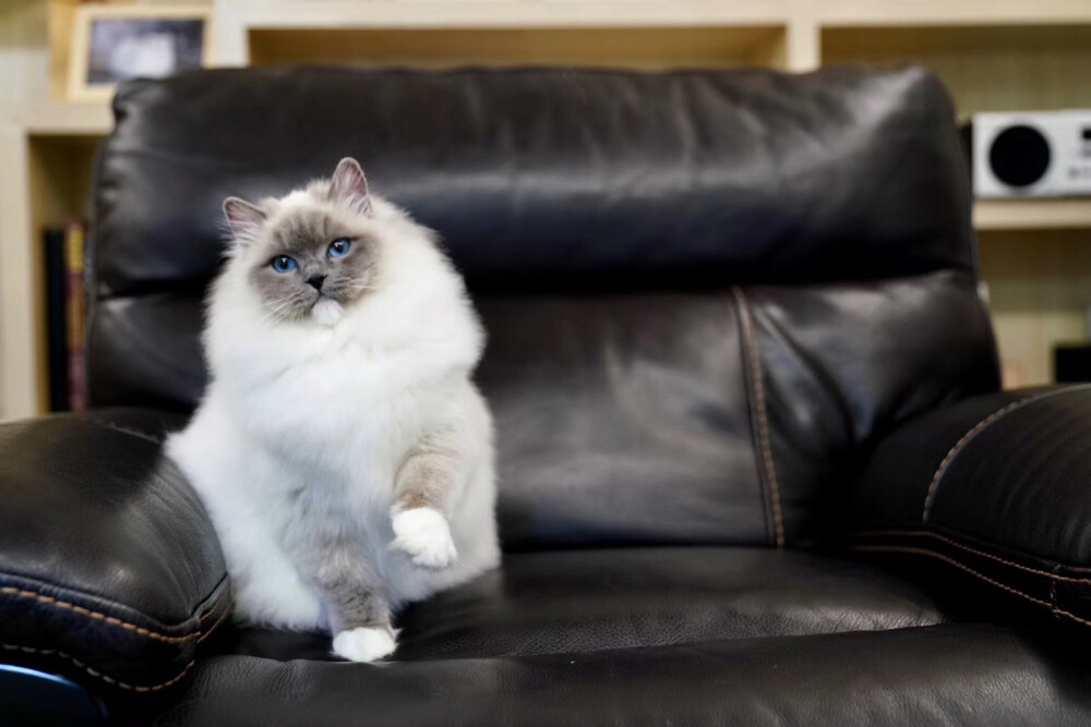 蓝手套布偶猫,这可爱又搞笑的小脸儿,着迷!哈哈哈