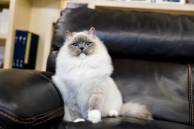 蓝手套布偶猫,这可爱又搞笑的小脸儿,着迷!哈哈哈
