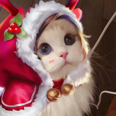 猫咪网红