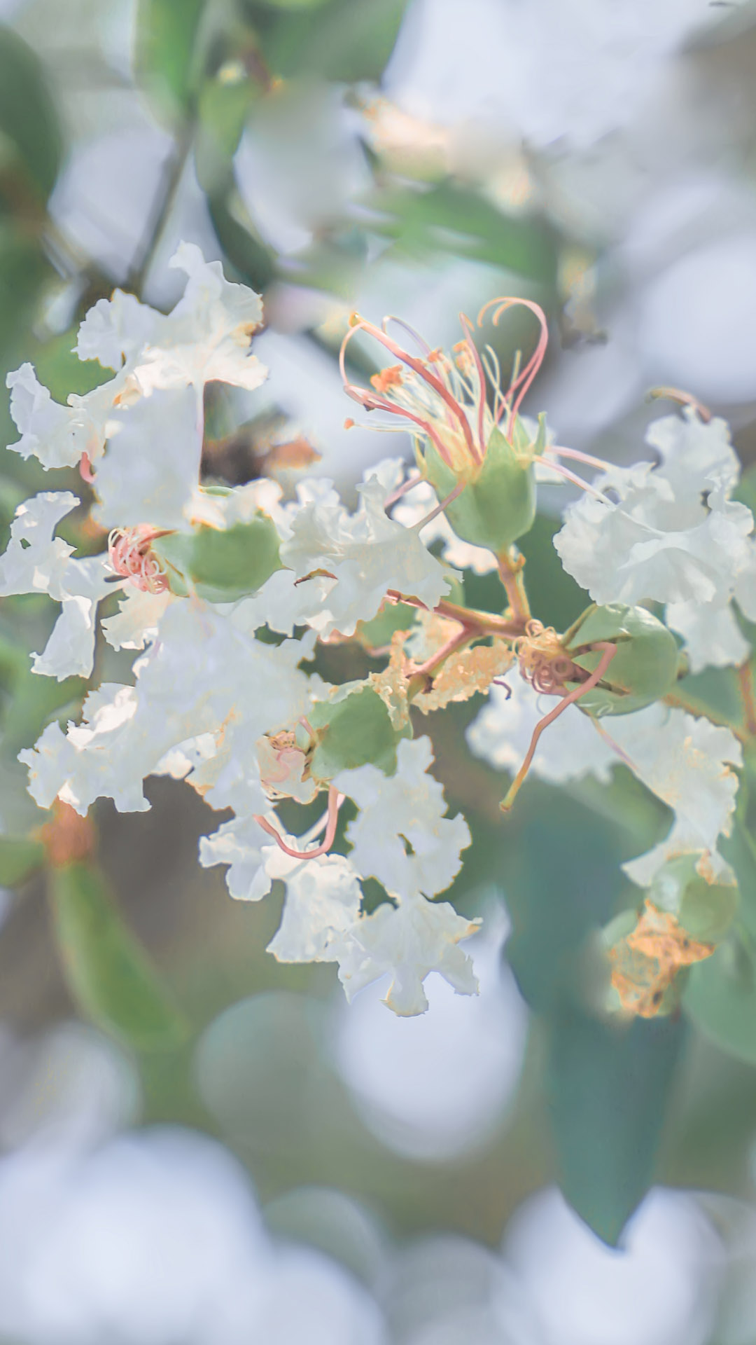 【花卉】【植物】【壁纸】【摄影】【高清】【清新】【护眼】