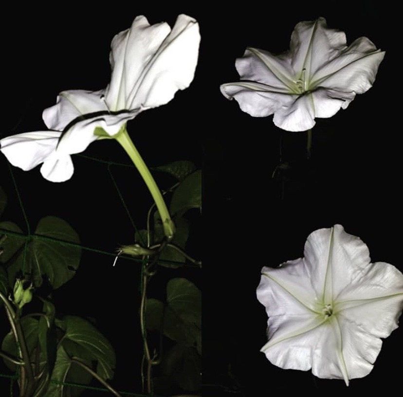 夕颜 夜颜 葫芦花 月光花 moon flower ユウガオ ipomoea alba 形似