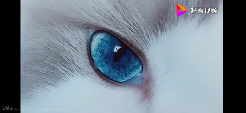 猫眼