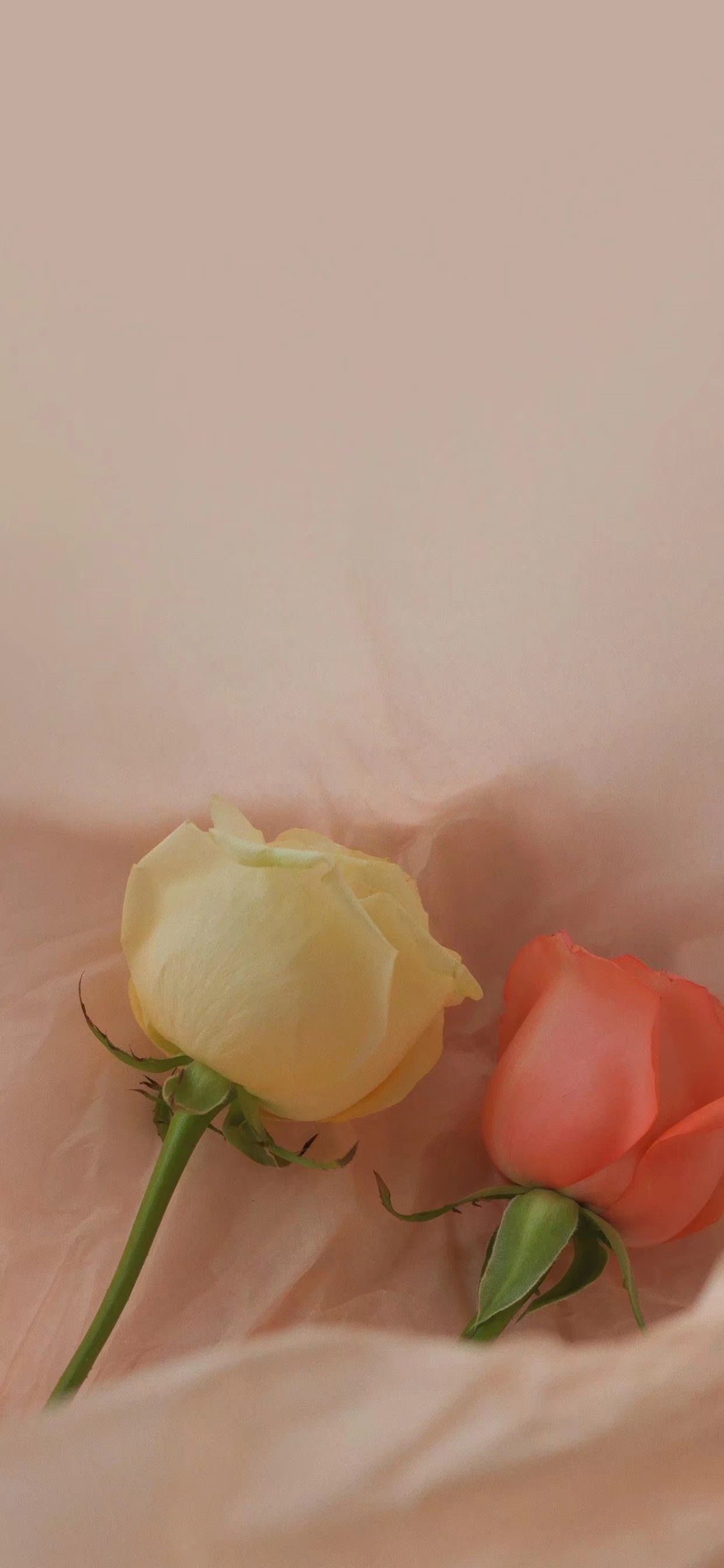 玫瑰诗篇,关于玫瑰花. - 堆糖,美图壁纸兴趣社区
