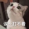 猫猫表情包