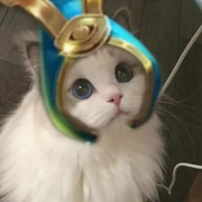 王者荣耀猫咪头像