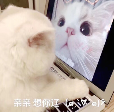 猫咪表情包亲亲想你辽