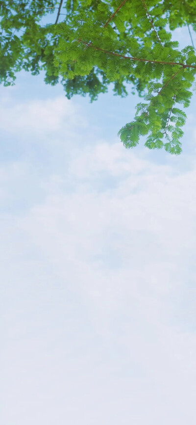 护眼全面屏壁纸