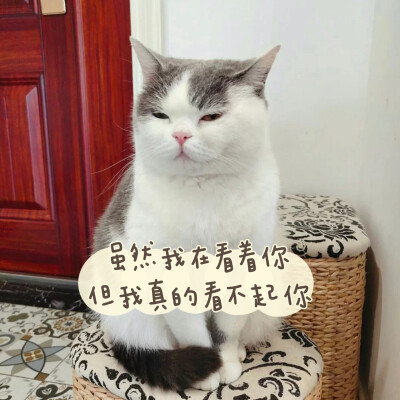 猫咪表情包"虽然我在看着你,但我真的看不起你"