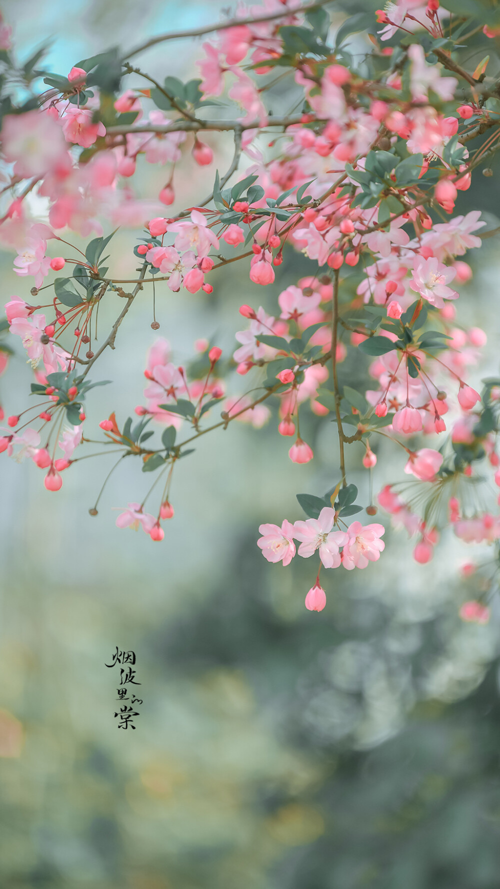 烟波里的棠