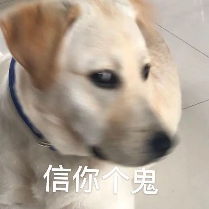 狗狗表情包一一信你个鬼