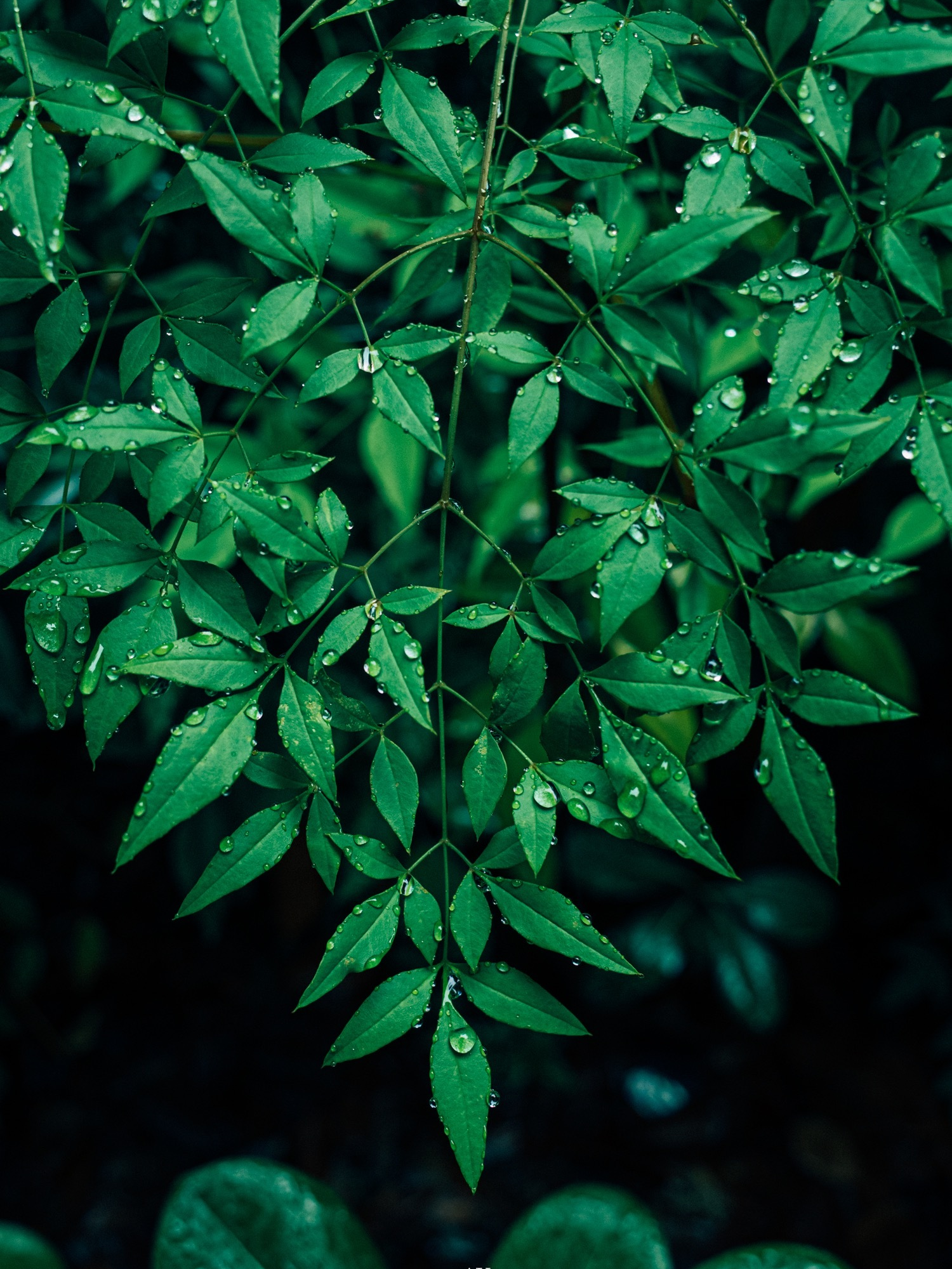 最美的不是下雨天 是曾与你躲过雨的屋檐