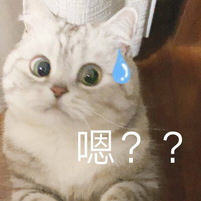 堆猫猫表情包