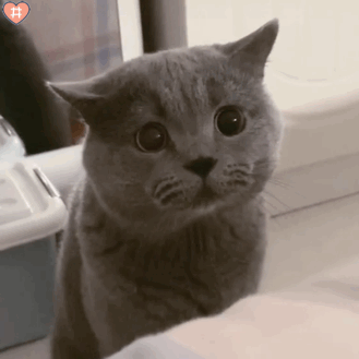 可爱猫咪表情包动图