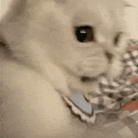 可可爱爱沙雕猫咪表情包
