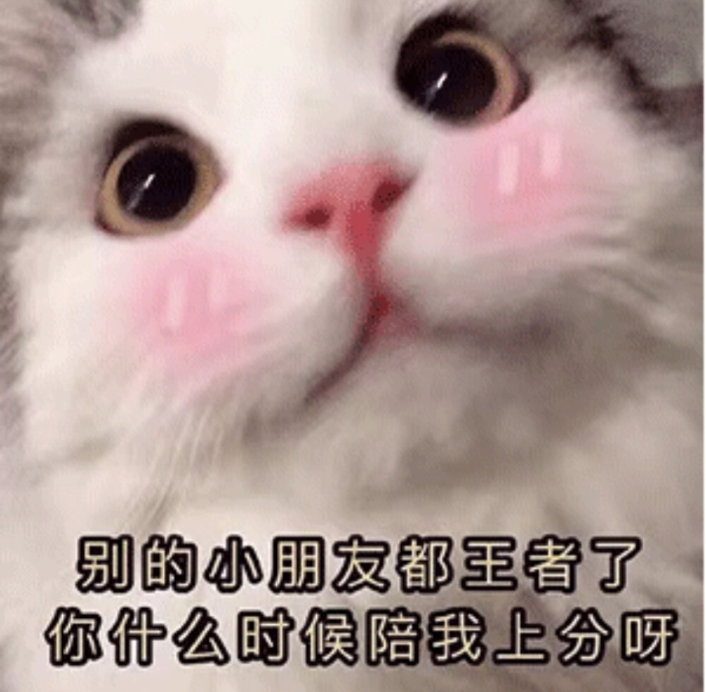 猫咪表情包王者荣耀表情包别的小朋友都王者了你什么时候带我上分呀