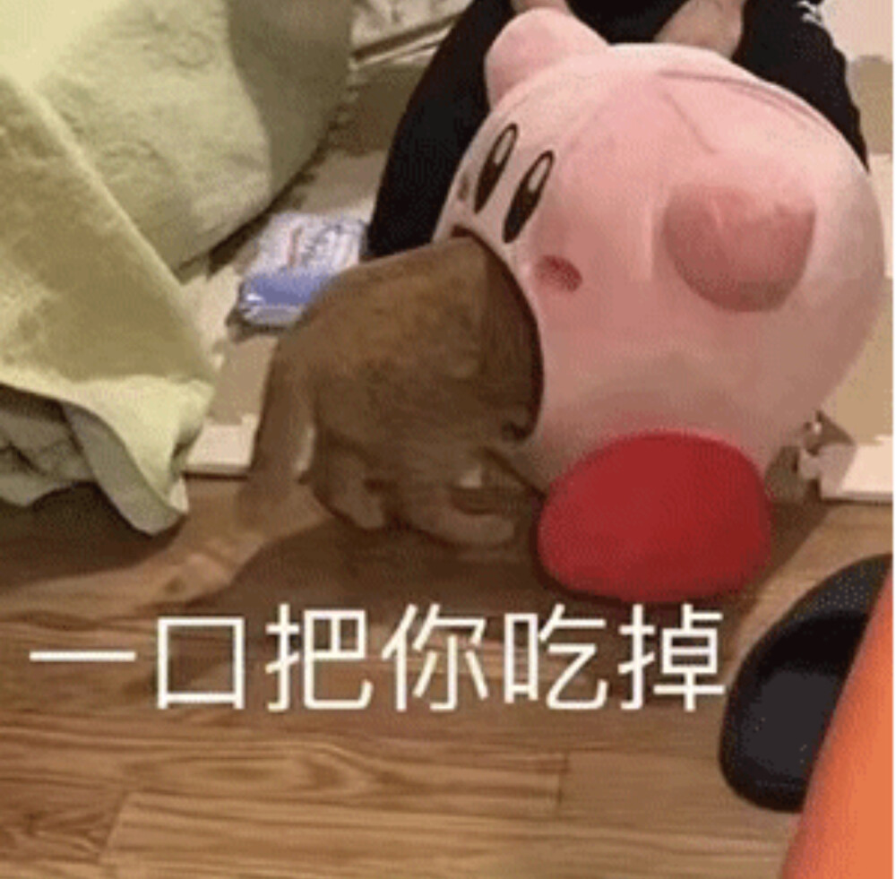 猫咪表情包 一口把你吃掉