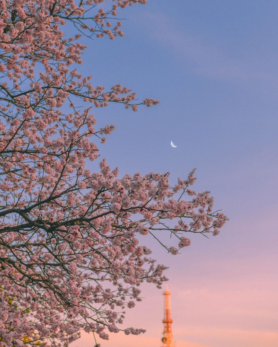 春天有樱花味的天空