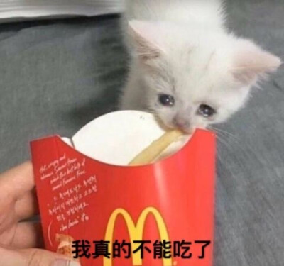 流泪猫猫头/哭泣猫猫/crying cat/哭哭猫/猫咪/表情包