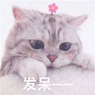 生活不易猫猫叹气表情包原图