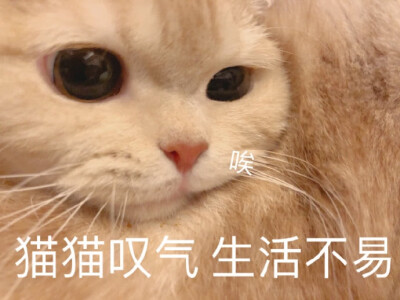 生活不易猫猫叹气表情包原图