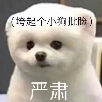 垮起个小狗批脸 表情包