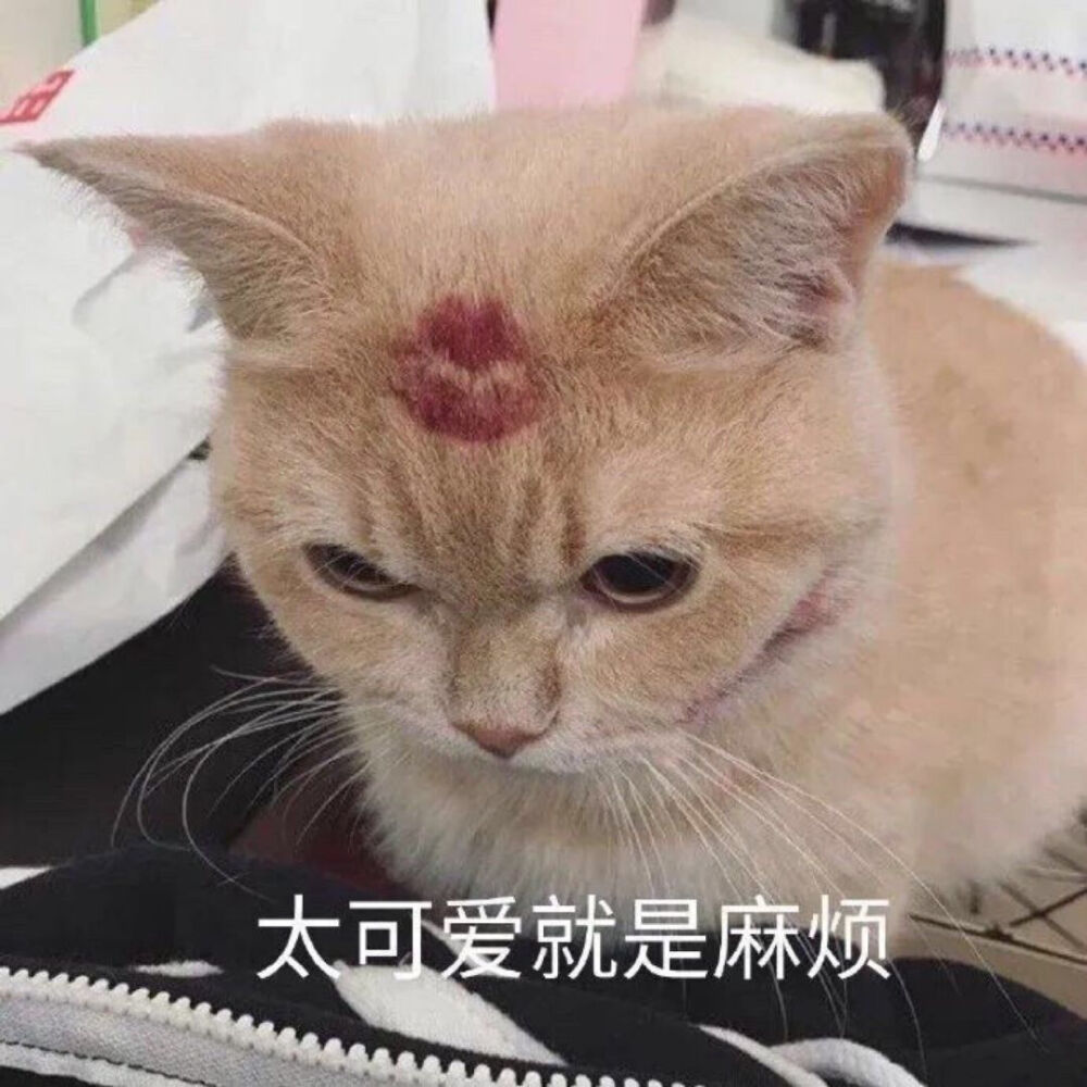 小动物表情包