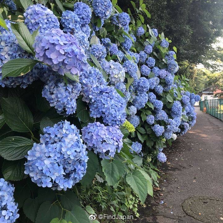 紫阳花 堆糖 美图壁纸兴趣社区