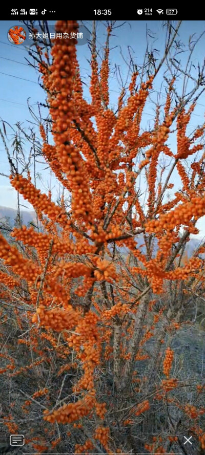 野生沙棘果油