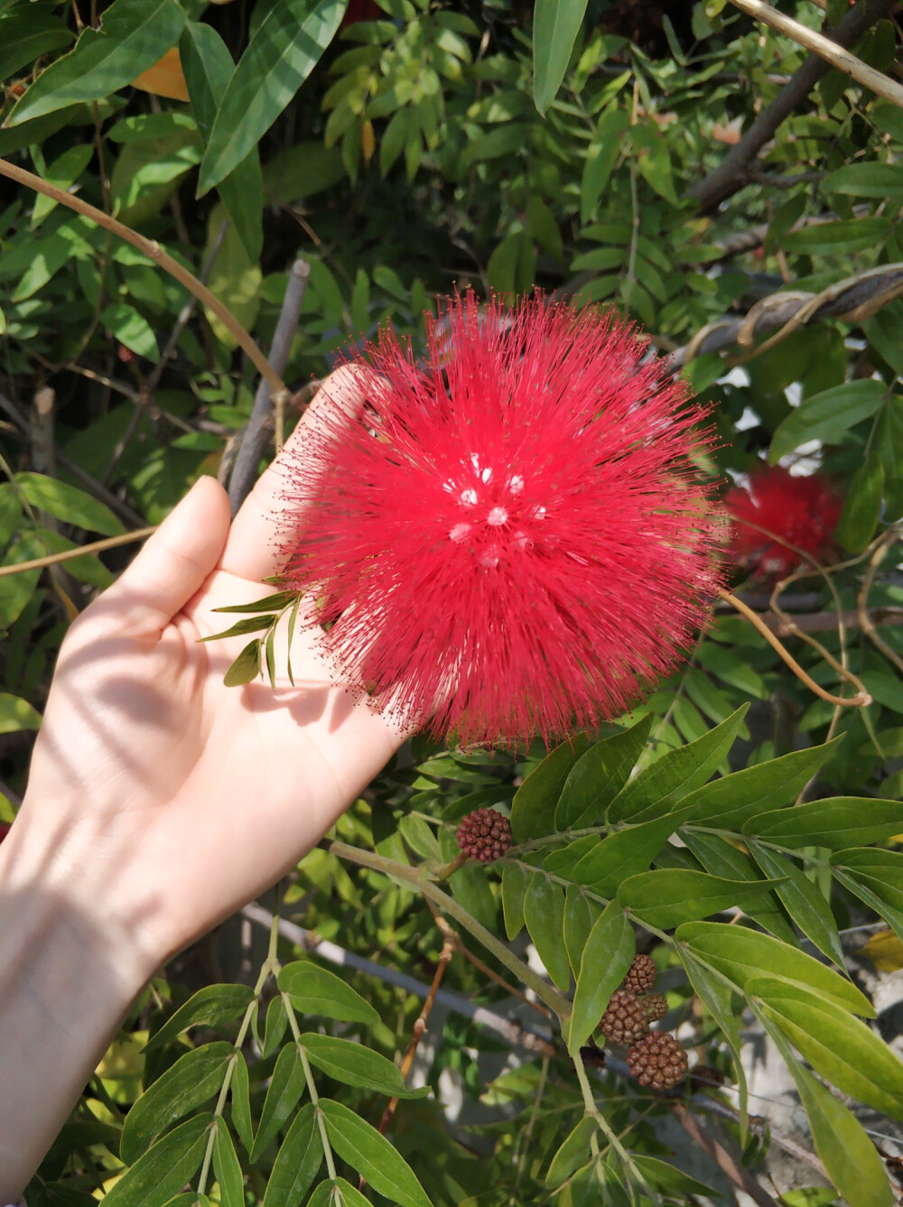 朱缨花,红合欢