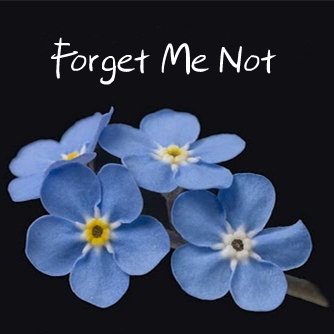 forget me not